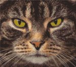 (image for) Tabby